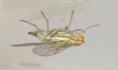 Réf. 321 843 : Terellia serratulae